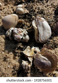 a vertical closeup of various seashells on the ground