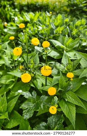 Vertical close-up view of blooming double buttercup flowers (Ranunculus acris Multiplex). Vibrant outdoor shot of bright yellow rosette-like blossoms surrounded by lush green foliage in a garden.