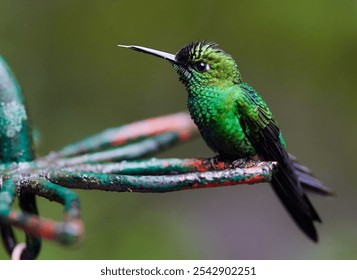 The vertical close-up view of a hummingbird perching on the steel garden ornament - Powered by Shutterstock