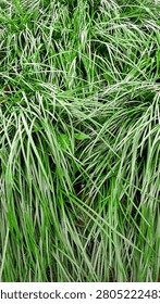 Vertical close-up view of a thick clump of green ornamental grass with long slender blades growing densely in a garden.