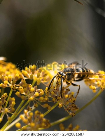 A vertical closeup of a wasp pollinating on a yellow flower