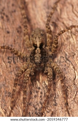 Vertical closeup of a Wolfspider, Pardosa on a piece of wood in the garden