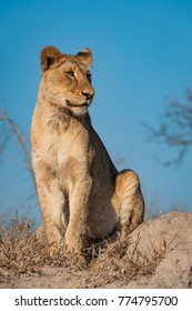 A Vertical, Colour Photograph Of A Young Lion, Panthera Leo, Sitting On A Termite Mound In Glowing Golden Side Light Against A Vivid Blue Sky In The Greater Kruger Transfrontier Park, South Africa.