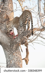 A vertical, colour photogrpah of a leopard, Panthera pardus, balancing on a branch of a tree and feeding on the vloody remains of a carcass at Elephant Plains, Sabi Sands Game Reserve, South Africa.