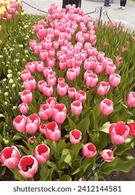 Columna vertical tulipanes rosados