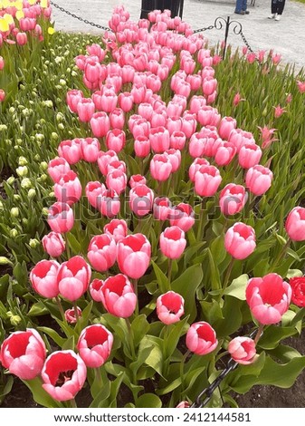 Vertical Column of Pink Tulips - Tulips From the Spring Tulip Festival - IG-FB-Pinterest “Tulip-A-Day” #jrkdenterprises