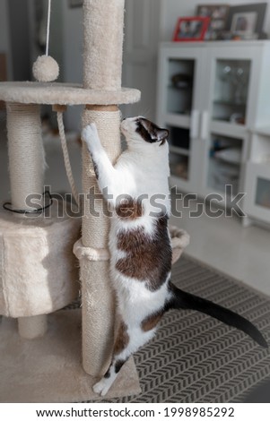 vertical composition. black and white cat  sharpens its nails in a scratching tower
