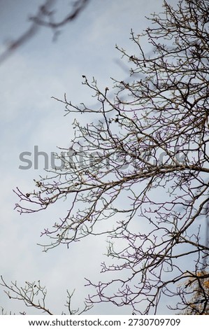 Vertical composition of a deciduous tree in its dormant state, showcasing the natural fractal patterns of its branches during the cold season.