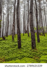 Vertical composition of a deep pine forest with tall straight trunks on a steep green hill. Moody white fog fills the background, emphasizing the mysterious, silent wilderness.