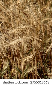 Vertical composition of dense wheat stalks and heads in warm tones, highlighting texture and abundance in a harvest field.
