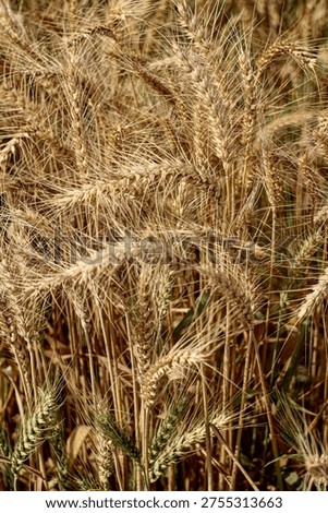 Vertical composition of dense wheat stalks and heads in warm tones, highlighting texture and abundance in a harvest field.
