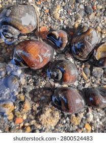 Vertical composition featuring a cluster of freshwater snails resting in clear shallow water. Detailed shell textures, natural reflections, and aquatic habitat create an appealing wildlife and ecology image suitable for environmental themes.
