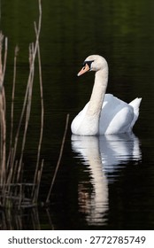 A vertical composition. The left side has a small number of beige reeds and their reflections in gently rippling water. On the right, a brightly sunlit mute swan (Cygnus olor) occupies a significant portion of the frame, facing inward toward the reeds. Its white plumage stands out strongly against the darker green water, which reflects surrounding trees and foliage, adding depth and tonal contrast. The swan’s reflection is also visible in the rippling surface below. Native to Europe and common across the UK, the mute swan is a large waterfowl species in the Anatidae family, typically found in lakes, wetlands, and slow-moving freshwater habitats.