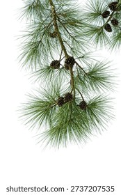 Vertical composition of a natural pine tree branch with long thin needles and pine cones, isolated on a clean white background. Real evergreen forest plant photographed from nature, detailed botanical texture. Natural object