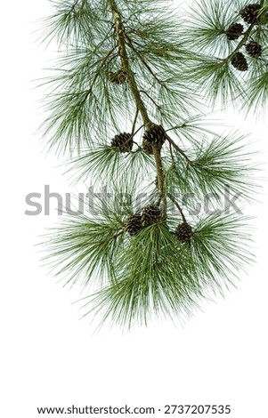 Vertical composition of a natural pine tree branch with long thin needles and pine cones, isolated on a clean white background. Real evergreen forest plant photographed from nature, detailed botanical texture. Natural object