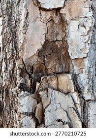 Vertical Composition of Peeling Pine Bark Texture with Deep Crevices
