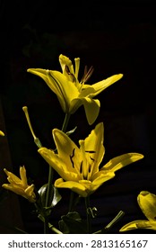 A vertical composition showing two yellow lily flowers in bloom at different heights, dramatically lit against a dark, black background. The contrast showcases the delicate textures of the petals and stems.