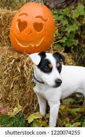 Vertical Cute Dog With Jack O'lanten  Carved Pumpkin For Happy Halloween Social Share Or Portrait Pumpkin Decoration Has Hearts And Spooky Smile Conceptual Holiday Pet Safety And Fall Fun Background