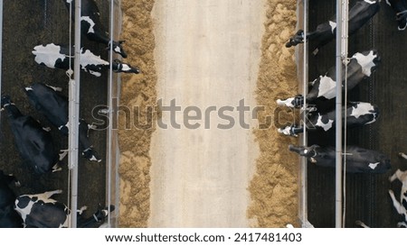 Vertical downward view of cows gobbling oats and forage on a dairy farm inside a large cattle shed. How the cows dine and eat in the pen in winter. The process of feeding the cows.
