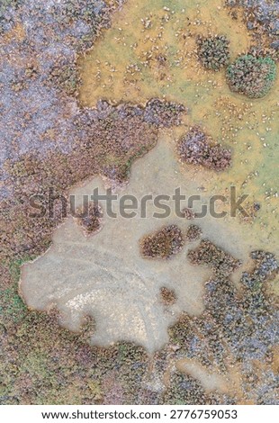 Vertical drone shot capturing a distinctly shaped dry mud clearing completely surrounded by highly textured coastal marshland foliage.