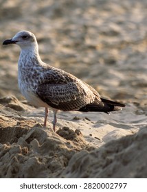 Vertical eye level medium shot of a young seagull standing on a sandy beach
