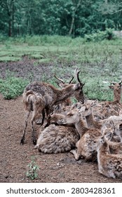 A vertical, eye-level environmental shot capturing a herd of brown deer resting together on a damp, muddy field. In the center foreground, several deer lie closely huddled side by side, their thick, coarse fur rich with natural texture. Among them, a prominent doe in the middle sits with an open mouth as if vocalizing. To the left, a male stag with growing antlers stands up actively, twisting its body to groom its hindquarters. The dark, textured brown soil of the foreground gives way to a mid-ground of patchy green weeds and grasses. In the background, a dense wall of lush forest trees under soft, diffused daylight naturally frames the scene, beautifully documenting the authentic social dynamics of wild fauna in a sanctuary or natural habitat.