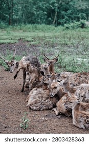 A vertical, eye-level environmental shot capturing a herd of brown deer resting together on a damp, muddy field. In the center foreground, several deer lie closely huddled side by side, their thick, coarse fur rich with natural texture. Among them, a prominent doe in the middle sits with an open mouth as if vocalizing. To the left, a male stag with growing antlers stands up actively, twisting its body to groom its hindquarters. The dark, textured brown soil of the foreground gives way to a mid-ground of patchy green weeds and grasses. In the background, a dense wall of lush forest trees under soft, diffused daylight naturally frames the scene, beautifully documenting the authentic social dynamics of wild fauna in a sanctuary or natural habitat.