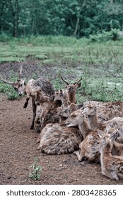 A vertical, eye-level environmental shot capturing a herd of brown deer resting together on a damp, muddy field. In the center foreground, several deer lie closely huddled side by side, their thick, coarse fur rich with natural texture. Among them, a prominent doe in the middle sits with an open mouth as if vocalizing. To the left, a male stag with growing antlers stands up actively, twisting its body to groom its hindquarters. The dark, textured brown soil of the foreground gives way to a mid-ground of patchy green weeds and grasses. In the background, a dense wall of lush forest trees under soft, diffused daylight naturally frames the scene, beautifully documenting the authentic social dynamics of wild fauna in a sanctuary or natural habitat.