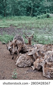 A vertical, eye-level environmental shot capturing a herd of brown deer resting together on a damp, muddy field. In the center foreground, several deer lie closely huddled side by side, their thick, coarse fur rich with natural texture. Among them, a prominent doe in the middle sits with an open mouth as if vocalizing. To the left, a male stag with growing antlers stands up actively, twisting its body to groom its hindquarters. The dark, textured brown soil of the foreground gives way to a mid-ground of patchy green weeds and grasses. In the background, a dense wall of lush forest trees under soft, diffused daylight naturally frames the scene, beautifully documenting the authentic social dynamics of wild fauna in a sanctuary or natural habitat.