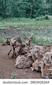 A vertical, eye-level environmental shot capturing a herd of brown deer resting together on a damp, muddy field. In the center foreground, several deer lie closely huddled side by side, their thick, coarse fur rich with natural texture. Among them, a prominent doe in the middle sits with an open mouth as if vocalizing. To the left, a male stag with growing antlers stands up actively, twisting its body to groom its hindquarters. The dark, textured brown soil of the foreground gives way to a mid-ground of patchy green weeds and grasses. In the background, a dense wall of lush forest trees under soft, diffused daylight naturally frames the scene, beautifully documenting the authentic social dynamics of wild fauna in a sanctuary or natural habitat.