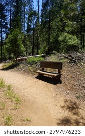 A vertical, eye-level shot capturing a rustic wooden park bench sitting alongside a dirt hiking trail in California. The bench is positioned on the right side of the path, casting a distinct shadow on the ground in the bright afternoon sun. The dirt trail curves from the lower left toward the background. Beyond the bench, a dense forest floor is scattered with dry pine needles, small shrubs, and fallen logs, leading into a thick grove of towering evergreen pine trees under a clear, bright sky.