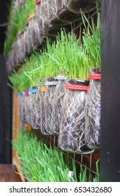 A vertical farm, growing Chinese chives, or garlic chives as it is also known as. Found on the streets of Shanghai.