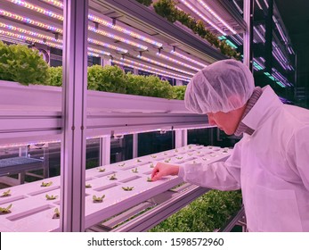 Vertical Farm(indoor Farm) Researcher Takes Care Of Vegetables Growing On Vertical Farm. Vertical Farming Is Sustainable Agriculture For Future Food.