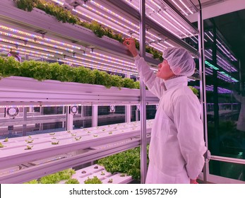 Vertical Farm(indoor Farm) Researcher Takes Care Of Vegetables Growing On Vertical Farm. Vertical Farming Is Sustainable Agriculture For Future Food.