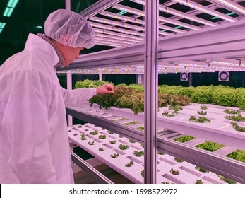 Vertical Farm(indoor Farm) Researcher Takes Care Of Vegetables Growing On Vertical Farm. Vertical Farming Is Sustainable Agriculture For Future Food.