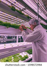 Vertical Farm(indoor Farm) Researcher Takes Care Of Vegetables Growing On Vertical Farm. Vertical Farming Is Sustainable Agriculture For Future Food.