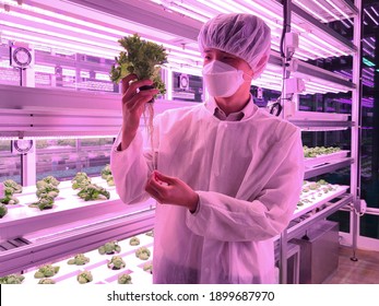 Vertical Farm(indoor Farm) Researcher Takes Care Of Vegetables Growing On Vertical Farm. Vertical Farming Is Sustainable Agriculture For Future Food And Used For Plant Vaccine.