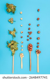 Vertical flat lay of hazelnuts from green husks to fully shelled nuts, arranged in lines and wooden spoons on a vibrant blue background. Concept of food transformation and natural nutrition