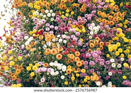 Vertical flower wall made of pompon dahlias colorful mix wallpaper background, fresh blossom selection of ball round shape openness petal close-up, equally symmetrical uniform display, Hanoi. Vietnam