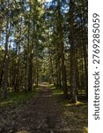 Vertical forest road through dense spruce and pine corridor with sun-dappled ground. Perfect for hiking content, nature editorials, and woodland escape themes