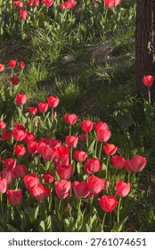 Vertical format view of red and pink tulips with tall tree trunks in spring garden. Portrait orientation showing colorful tulip flowers blooming at base of mature trees with textured bark. Outdoor garden scene perfect for vertical composition and mobile format designs.