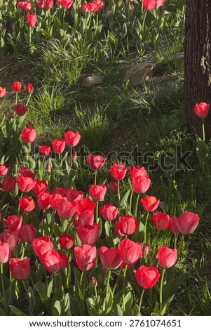 Vertical format view of red and pink tulips with tall tree trunks in spring garden. Portrait orientation showing colorful tulip flowers blooming at base of mature trees with textured bark. Outdoor garden scene perfect for vertical composition and mobile format designs.