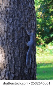 Vertical frame: A grey squirrel scurrying up a tree trunk, full body, head and tail.