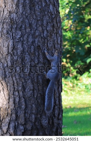 Vertical frame: A grey squirrel scurrying up a tree trunk, full body, head and tail.