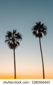 Vertical front view of two isolated palm tree silhouettes with blue and orange ombre sunset in the background