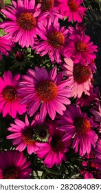 Vertical full frame close up of vibrant magenta pink echinacea coneflowers blooming in warm summer sunlight