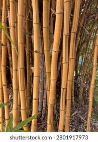 Vertical Full Frame View Of Dense Golden Bamboo Stalks In Natural Garden Environment 