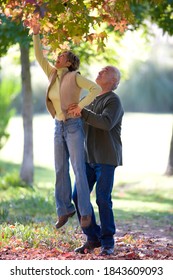 Vertical Full Length Portrait Of A Joyous Senior Couple With The Man Holding Up The Woman By The Waist To Pluck The Autumn Leaves On The Trees.