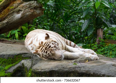 Vertical Full Width Photo White Tiger Stock Photo 736632067 | Shutterstock