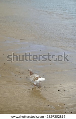 Vertical full-length wide-angle photograph capturing a mottled pigeon foraging on a wet golden sand beach near gentle sea water lines. In the foreground, the bird walks away from the frame across damp sand marked with fine tide patterns and small pebbles. The midground features smooth, water-slicked tan sand that reflects soft ambient sky light, creating a glossy ground surface. The background transitions into calm, shallow ocean water with subtle surface ripples extending across the upper portion of the scene. Soft daylight illuminates the bird's feather details, pink feet, and the rich mineral texture of the coastal shore. The composition creates a sense of space, quiet solitude, and natural coastal activity with clear visual depth and balanced spatial elements.